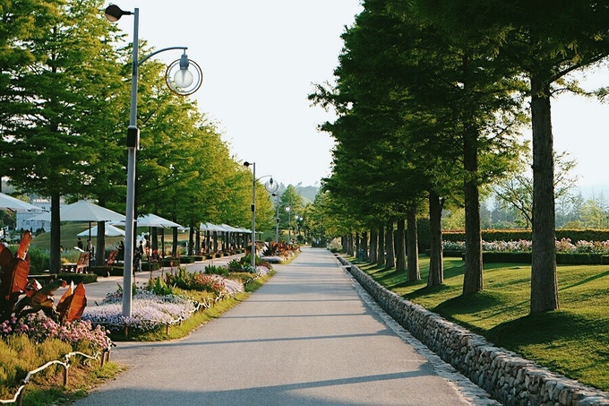 Cánh đồng lau sậy Hàn QUốc